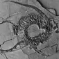 Temuan fosil berupa reptil air sepanjang lima meter dari periode Trias. (Dok. National Museum of Scotland)