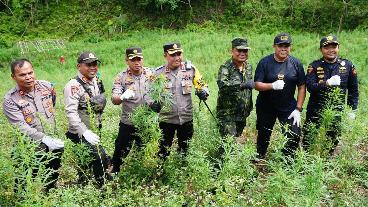 BNN RI memusnahkan ladang ganja di Provinsi Aceh