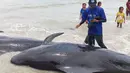 Dari jumlah tersebut, 21 individu di antaranya mati, meski petugas bersama warga sempat melakukan upaya penyelamatan dengan mendorong paus kembali ke laut dalam. Tampak dalam foto yang diambil pada 10 Maret 2026 menunjukkan seorang petugas dari Balai Kawasan Konservasi Perairan Nasional (BKKPN) Indonesia memeriksa kondisi paus pilot yang terdampar, baik yang hidup maupun yang mati, di Pantai Mbadokai, Deranitan, Nusa Tenggara Timur. (Foto: AFP)