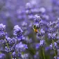 Padang rumput berwarna hijau? Itu biasa. Tapi apabila Anda melihat padang berwarna ungu penuh bunga lavender, pasti akan terkesima.