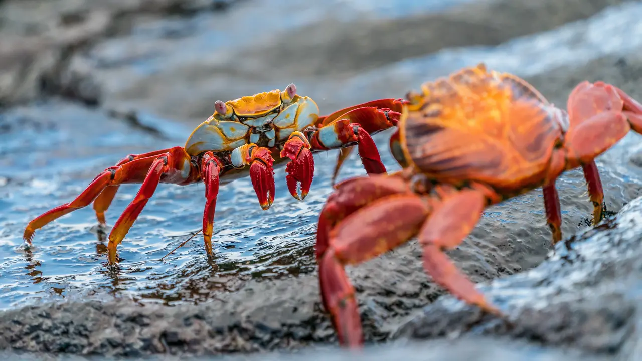 Ilustrasi kepiting