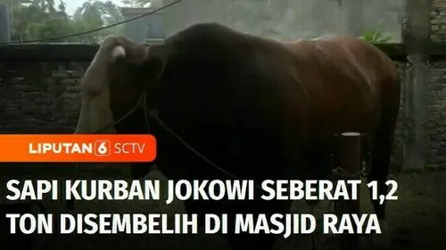 VIDEO: Sapi Kurban Jokowi Seberat 1,2 Ton Disembelih di Masjid Raya Padang, Sumbar