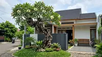 6 Pohon Estetik untuk Halaman Depan Rumah Biar Terlihat Mahal Padahal Murah