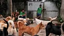 Seorang pekerja berdiri di gerbang Pejaten Shelter, rumah bagi lebih dari 1.400 anjing, di Jakarta, Kamis (2/7/2020). Banyak anjing diselamatkan dari jalan, dan beberapa juga diselamatkan dari tukang daging yang menjual daging anjing. (AP Photo/Dita Alangkara)