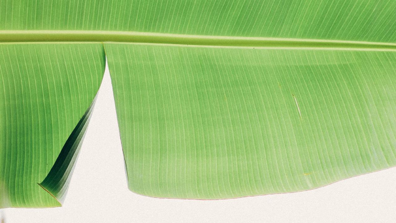 Ilustrasi daun pisang