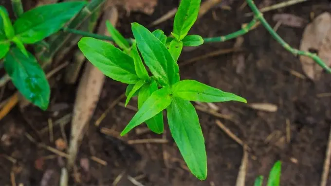 Daun belalai gajah/klikdokter.com