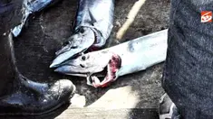 Ikan hasil tangkapan nelayan Kalk Bay, Fishoek, Cape Town, Afsel.