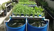 5 Cara Membuat Kolam Nila yang Bisa Dipadukan dengan Kangkung, Cocok untuk Lahan Sempit