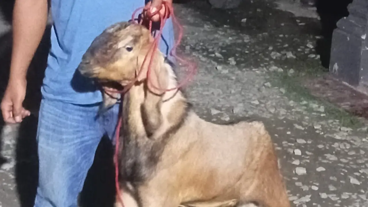 Barang bukti kambing yang dicuri oleh Imam Khoirur.