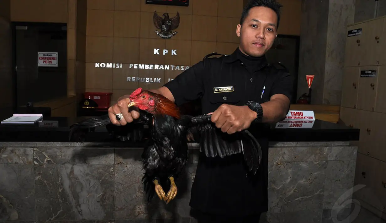 Petugas KPK menunjukkan seekor ayam hitam yang diberikan oleh ormas GAMPAK, Jakarta, (23/9/14). (Liputan6.com/Miftahul Hayat)