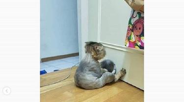 Aksi kucing ngambek ini jadi viral (foto: @omgindonesia.id)