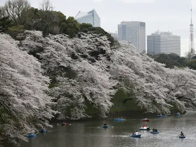 Sejumlah pengunjung naik perahu menikmati keindahan bunga sakura yang mekar sempurna di Chidorigafuchi selama musim semi di Tokyo, Jepang, (4/4). Bunga Sakura merupakan satu keunggulan negara Jepang. (REUTERS/Issei Kato)
