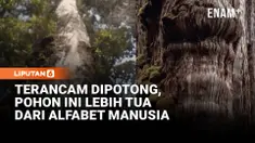 Pohon purba Alerce ini lebih tua dari alfabet tertua yang pernah dikenal manusia. Pohon ini telah berdiri di hutan hujan lembap ini selama lebih dari 5.000 tahun, dan dikenal dengan nama "Gran Abuelo" atau "Sang Kakek Buyut".