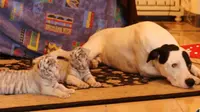 Ditolak Induk Sendiri, Bayi Harimau Putih Diasuh Anjing Jantan