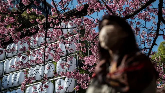 Bunga Sakura di Jepang Bermekaran Lebih Awal dari Musimnya