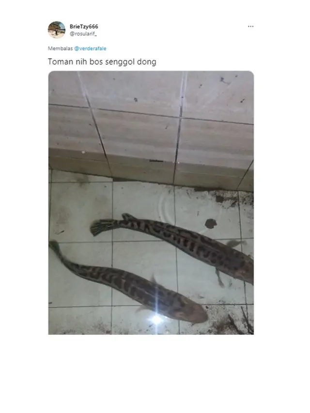 6 Potret Netizen saat Pelihara Ikan Ini Bikin Geleng Kepala