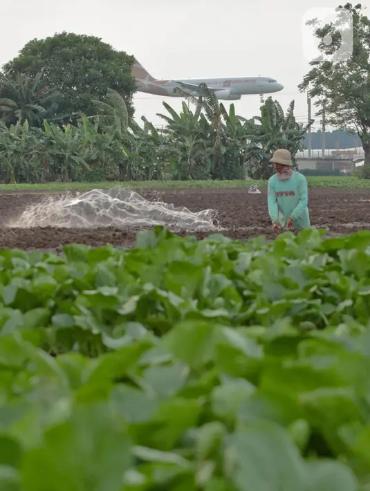Petani menyirami lahan yang ditanami sayuran di Jalan Irigasi, Neglasari, Kota Tangerang, Senin (11/7/2022). Para petani sayuran di tempat tersebut menanam sayuran bayam dan caisim yang nantinya akan dijual di Pasar tradisional di Kota Tangerang. (Liputan6 com/Angga Yuniar)