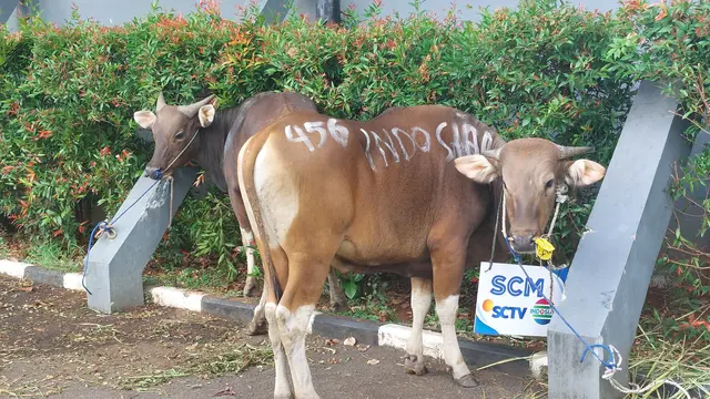 SCM Tebar Kebahagiaan Idul Adha, Bagikan Hewan Kurban untuk Masyarakat Sekitar