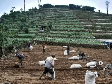 Sejumlah petani menyiapkan lahan untuk ditanami kentang di Desa Sembungan, Dieng, Jawa Tengah, 1 Juli 2021. Selain keindahan alam, dataran tinggi Dieng terkenal dengan komoditas kentang. (merdeka.com/Iqbal S. Nugroho)