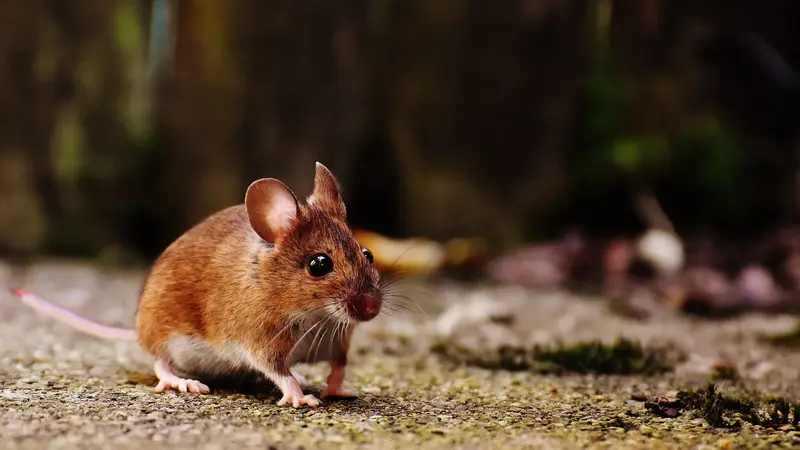 Tikus Lenyapkan 200 Kg Ganja