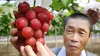 Anggur Ruby Roman Jepang hanya dikembangbiakkan di Ishikawa Prefecture di Jepang.  Buah anggur ini tumbuh besar hampir seperti bola tenis meja. Harganya dijual dengan bandrol US$ 6.400 atau Rp 77,83 juta per ikat. (www.independent.co.uk)