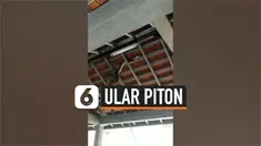 ular piton