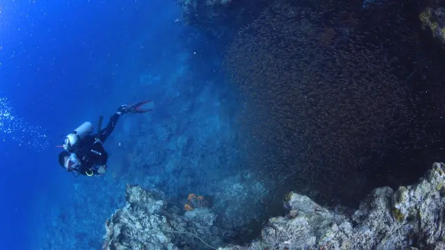Tak kurang dari 16 spesies terumbu karang, 13 spesies ikan karang atau ikan hias, 17 jenis moluska dan 8 jenis rumput laut menghiasi perairan
