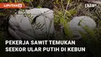 Kejadian tidak terduga dialami oleh beberapa pekerja sawit ketika sedang di kebun