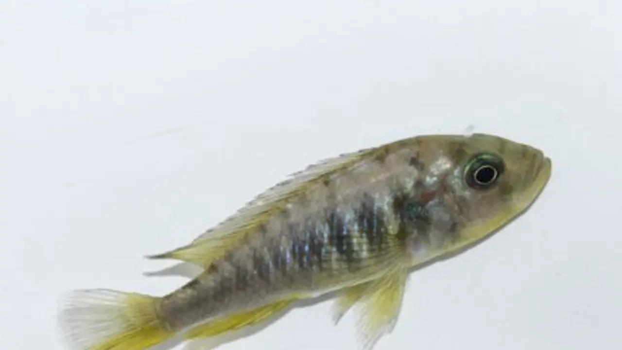 Ikan Betina Inggris Ini Berkelamin Ganda