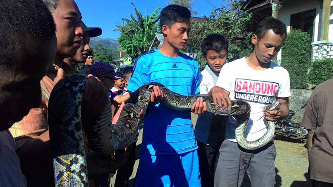 Ular Phyton Raksasa Gemparkan Warga Bawang Batang