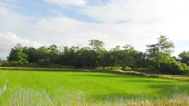 Pesugihan