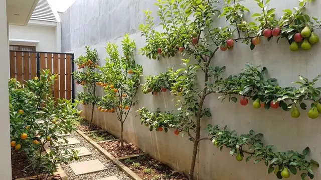 Kebun Buah Mini Agar Tidak Terlihat Sempit
