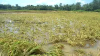 Kawasan pertanian di daerah pasang surut air laut 5 kecamatan Cilacap kerap terendam banjir rendaman dan banjir rob. (Foto: Liputan6.com/Muhamad Ridlo)