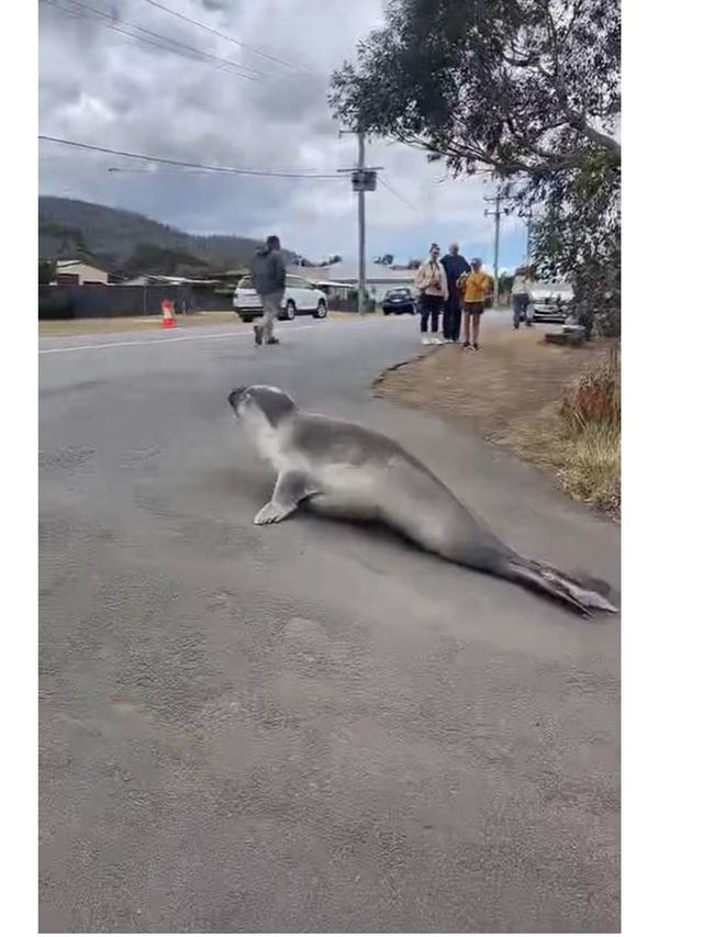 Viral Anjing Laut Seberat 600 Kg Suka Berkeliaran di Jalan Raya, Bikin Khawatir