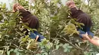 Momen apes emak-emak saat petik buah jambu (Sumber: Twitter/jawashitpost)