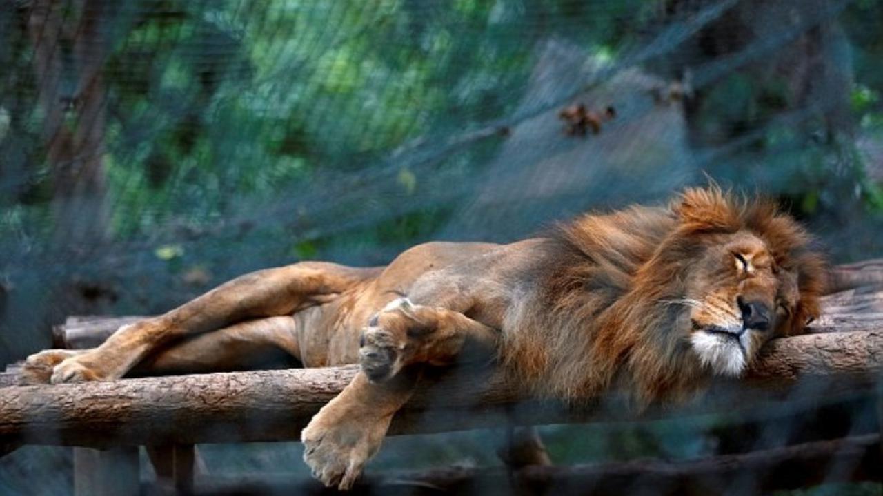 Kelaparan, Warga Venezuela Bunuh Kuda di Kebun Binatang