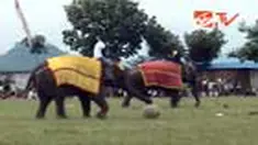 Demam Piala Dunia 2010 tak hanya berdampak bagi orang-orang saja, tapi juga hewan. Di Temanggung, gajah-gajah bertanding sepak bola dan menjadi hiburan bagi banyak orang, terutama anak sekolah yang sedang menikmati masa liburan.