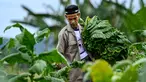 Seorang pria mengumpulkan daun tembakau di sebuah perkebunan di Kuta Cot Glie, Provinsi Aceh pada 2 Agustus 2025. (CHAIDEER MAHYUDDIN/AFP)