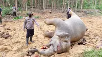 Gajah hamil tua yang ditemukan mati di Kabupaten Bengkalis. (Liputan6.com/M Syukur)