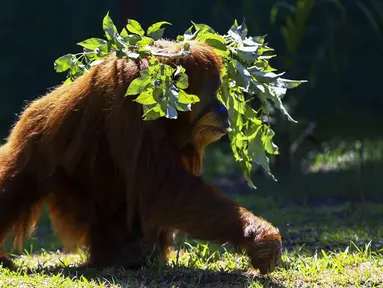 Orangutan bernama Elze berjalan di Biopark of Rio selama tur media di Rio de Janeiro, Brasil, Kamis (18/3/2021). Biopark of Rio ditutup untuk umum selama renovasi mengubah kebun binatang kota tersebut menjadi pusat konservasi keanekaragaman hayati. (AP Photo/Bruna Prado)