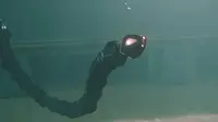 Tampak Sungguhan, Robot Belut Ini Bisa Menyelam di Dalam Air