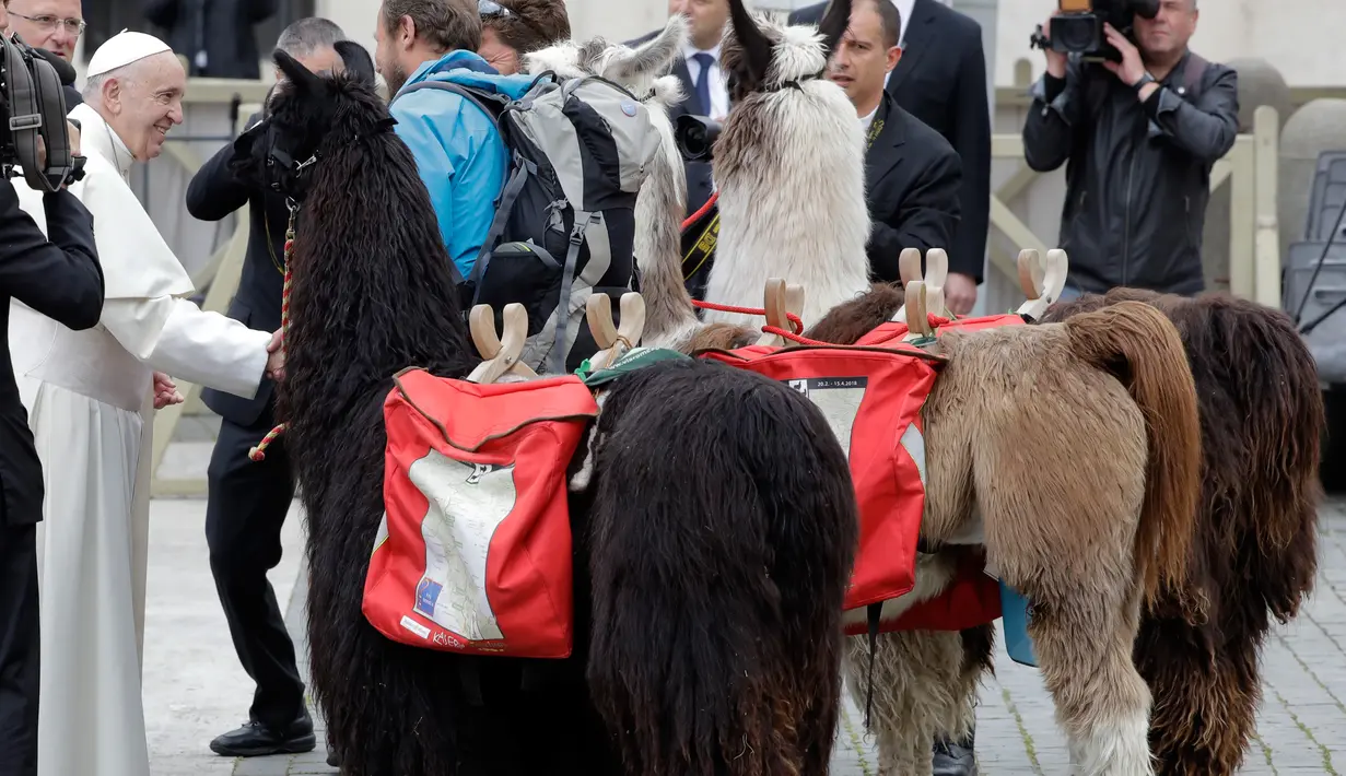 Paus Fransiskus menyambut kedatangan tiga peternak llama ketika tiba di Lapangan Santo Petrus, Vatikan, Rabu (11/4). Tiga pria tersebut membawa tiga ekor llama untuk berziarah ke Vatikan. (AP Photo/Andrew Medichini)