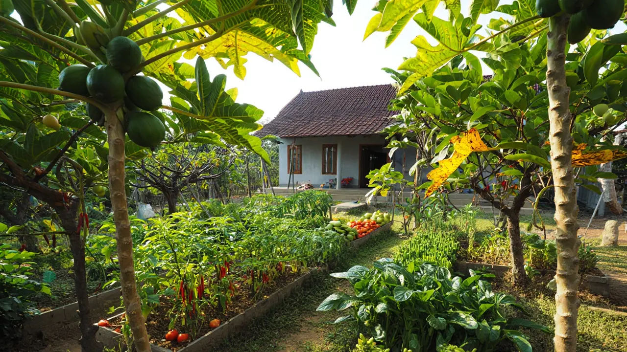 Ide Rumah Sederhana Sejuk di Desa dengan Pohon Buah
