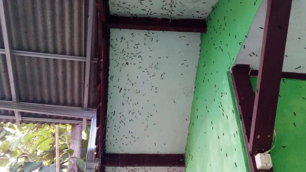 Teror Ulat Bulu