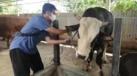 Salah satu peternakan sapi di Kota Balikpapan. (Liputan6.com/Istimewa)