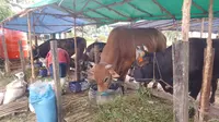 Salah satu penjualan hewan kurban di Balikpapan. (Liputan6.com/Apriyanto)