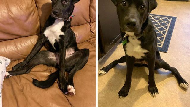 anjing duduk dengan pose aneh