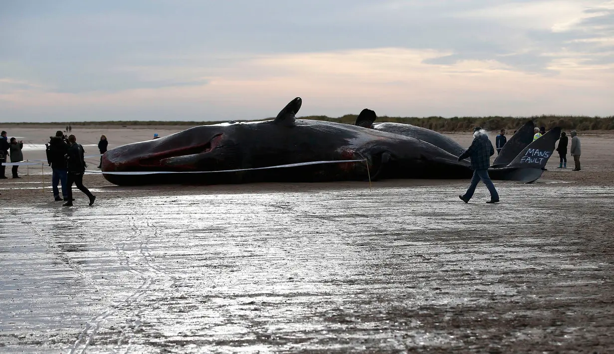 Wisatawan mengamati dua bangkai paus sperma yang tergeletak di atas pasir setelah terdampar di pantai Skegness, Inggris, Senin (25/1). Menurut media setempat, tiga paus sperma ditemukan mati terdampar pada akhir pekan lalu. (REUTERS / Andrew Yates)