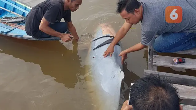 Pesut Mahakam Mati