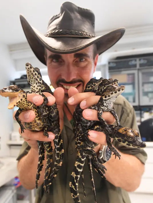 Petugas menunjukkan sejumlah bayi buaya kerdil Afrika Barat yang baru menetas di taman botani Exotica Planet di Royan, Prancis, Senin (27/8). Buaya dengan nama latin Osteolaemus tetraspis ini merupakan spesies buaya terkecil yang ada. (AFP/MEHDI FEDOUACH)